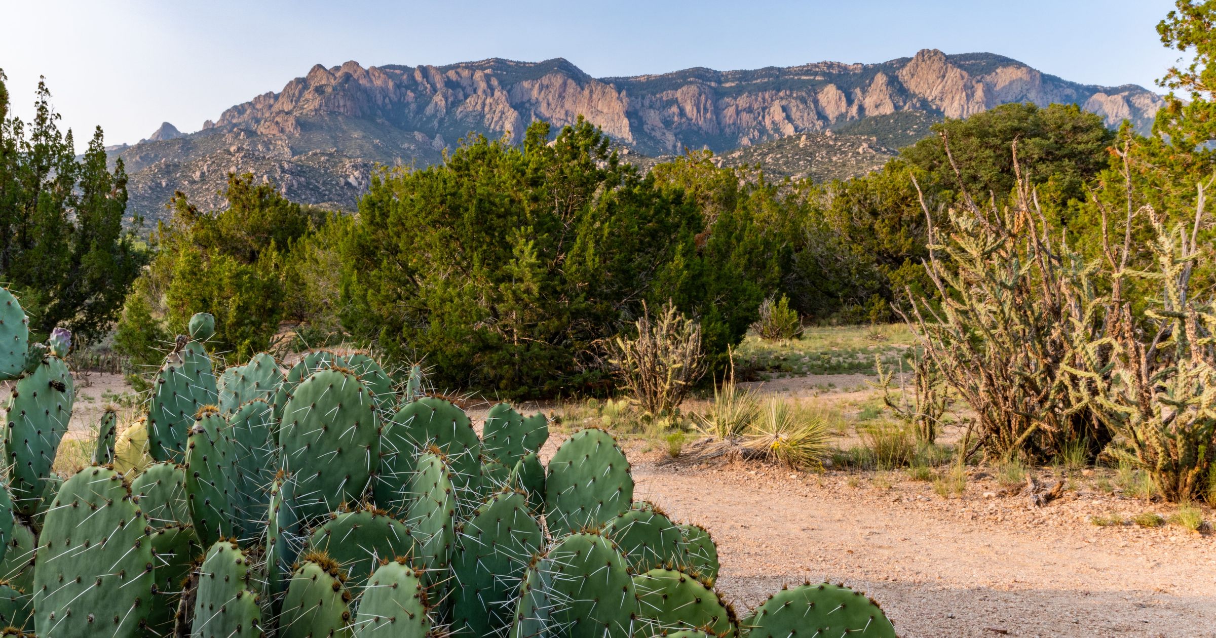 Prickly Pear Cacti in the foothills of the Sandia Mountains, Elena Gallegos Open Space, Albuquerque, New Mexico 