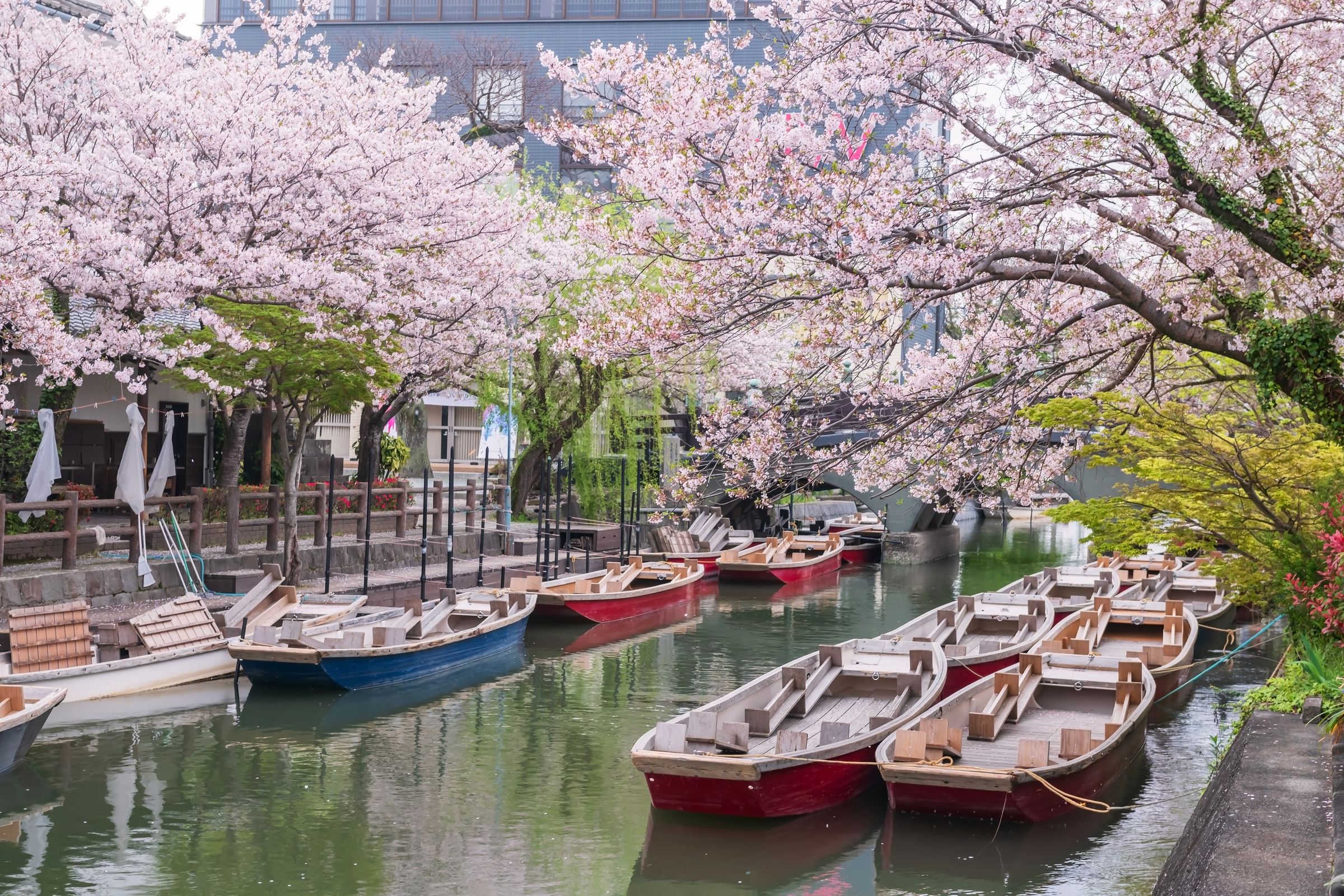 tourist boats and pink sakura cherry blossom by river with bridge to Mihashira Shrine at Yanagawa Punting Kanko Kaihatsu, Fukuoka, Kyushu, Japan. Famous travel to cruising and sightseeing along river