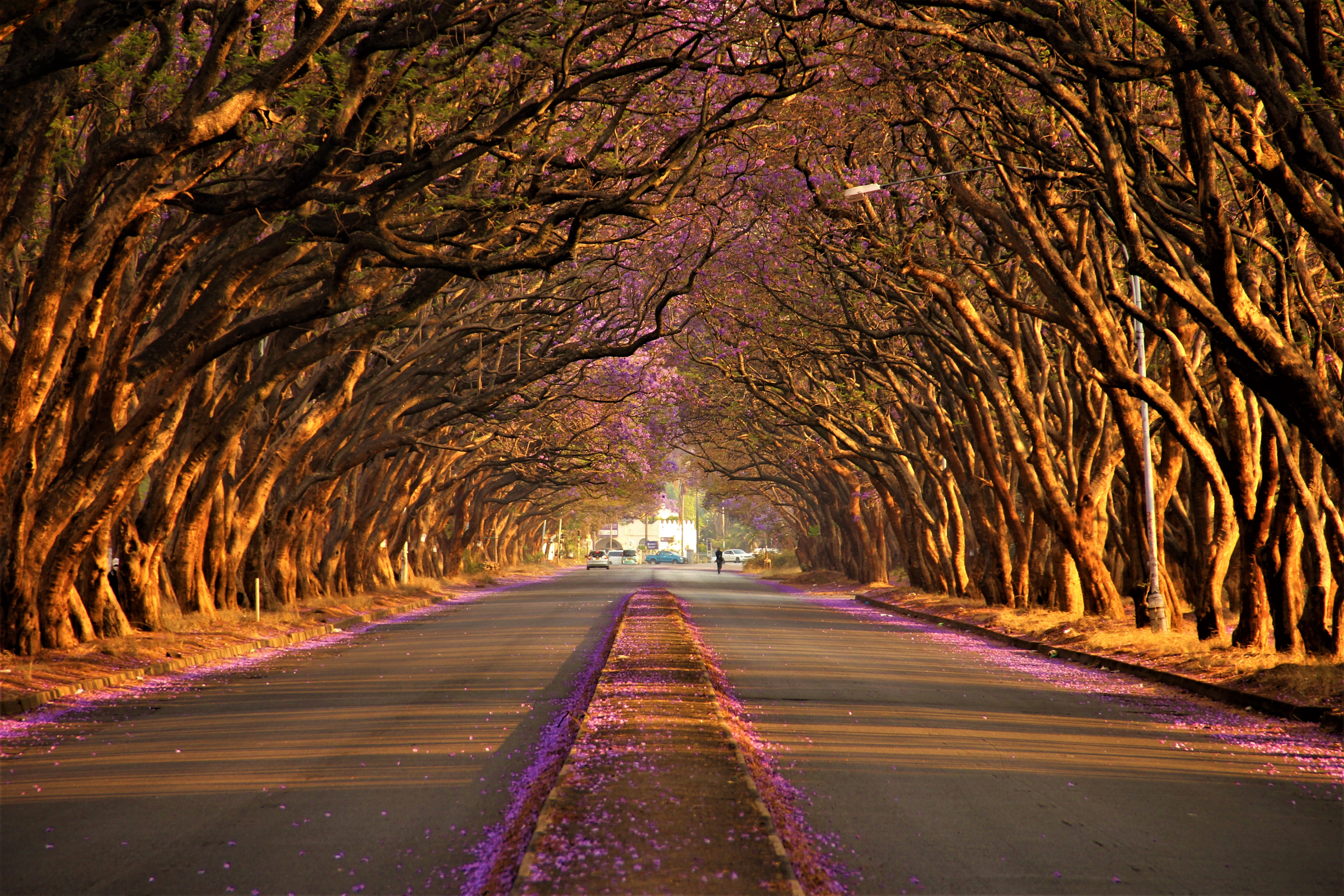 Famous Jacaranda street in Harare Zimbabwe