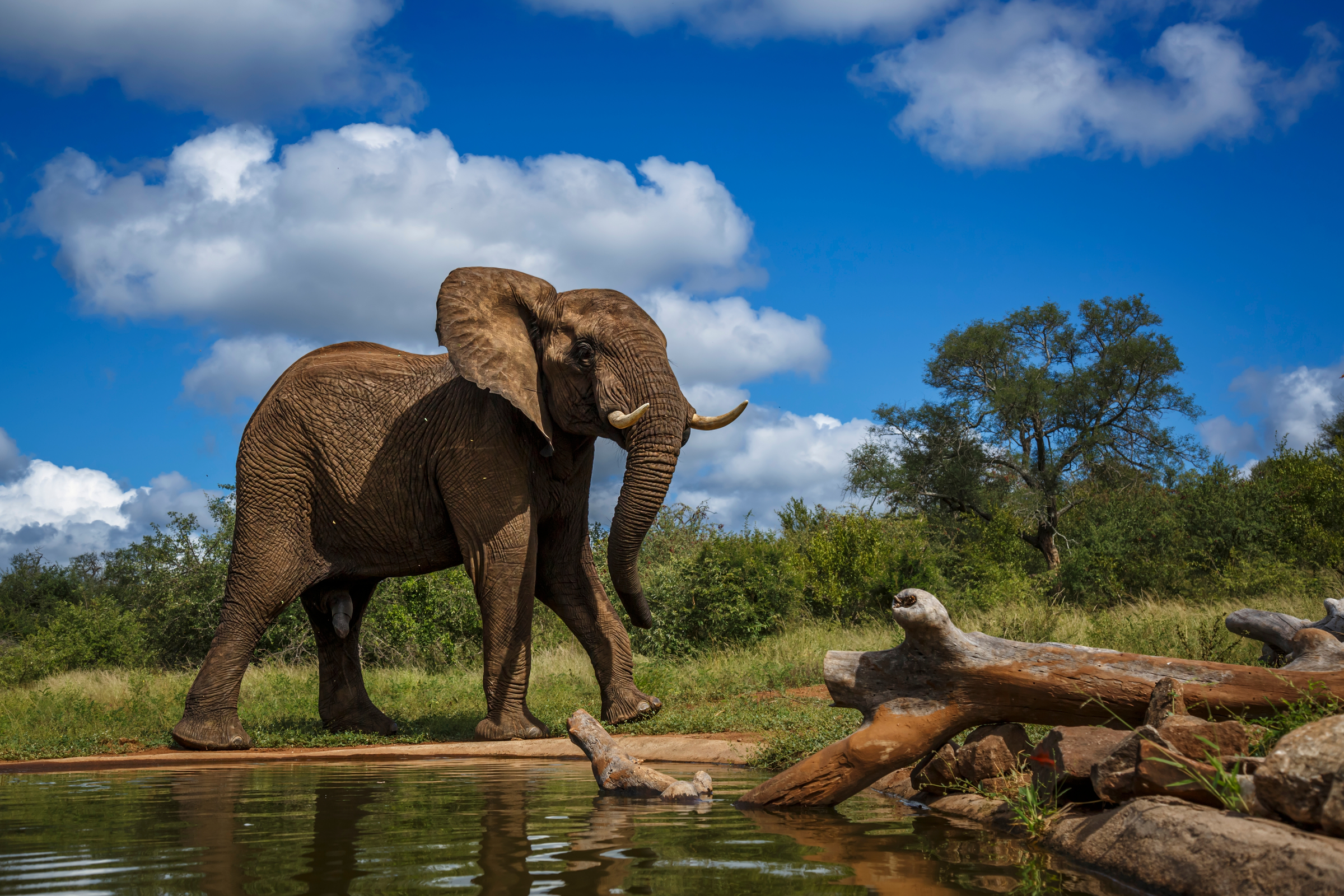 Angry African bush elephant walking along waterhole in Kruger National park, South Africa ; Specie Loxodonta africana family of Elephantidae