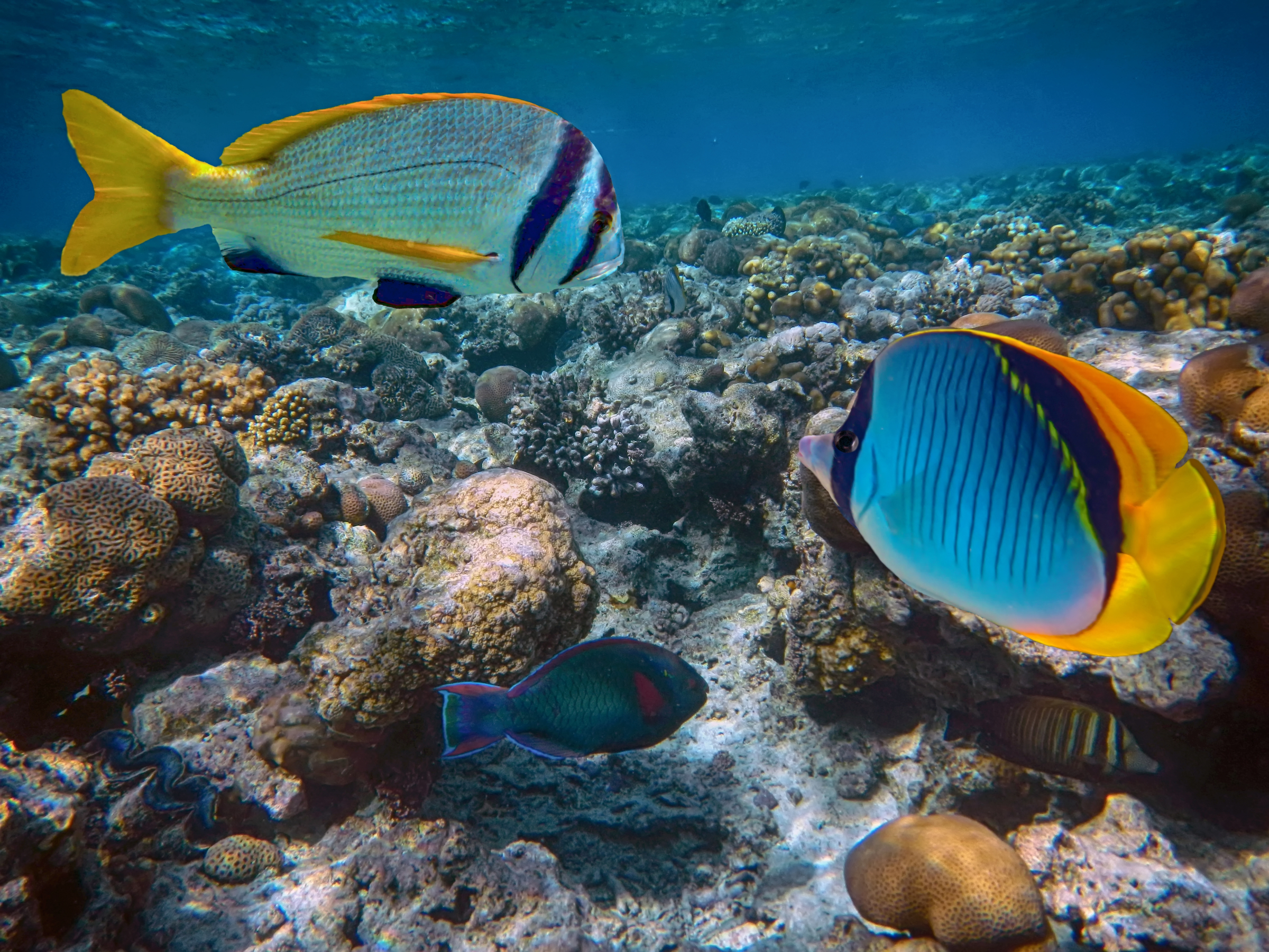 Hard corals of the Red Sea, Egypt Sharm El Sheikh 