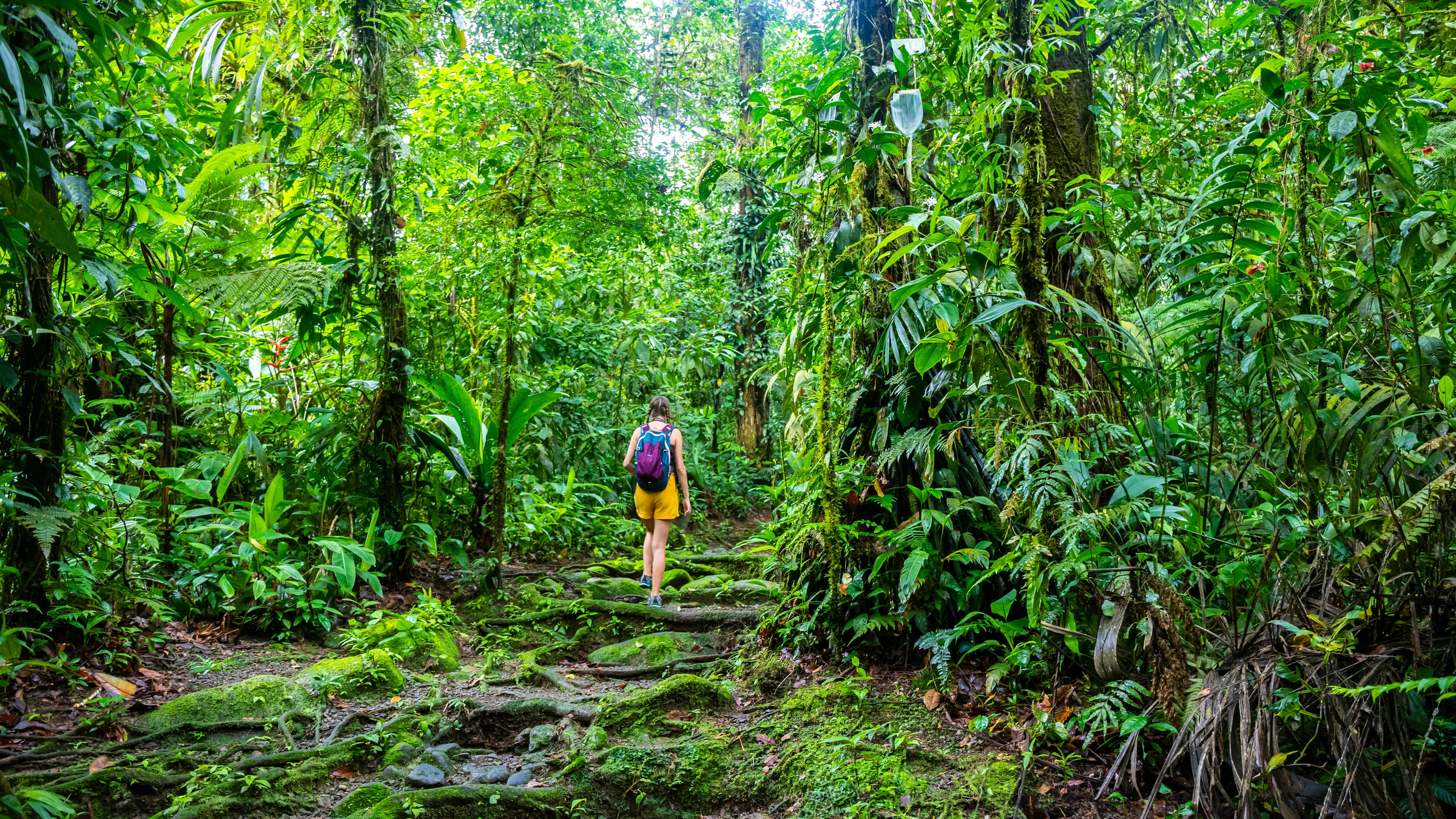 girl photographer walks through dense Costa Rican tropical rainforest; hiking through the jungle in Costa Rica's braulio carrillo national park near san jose