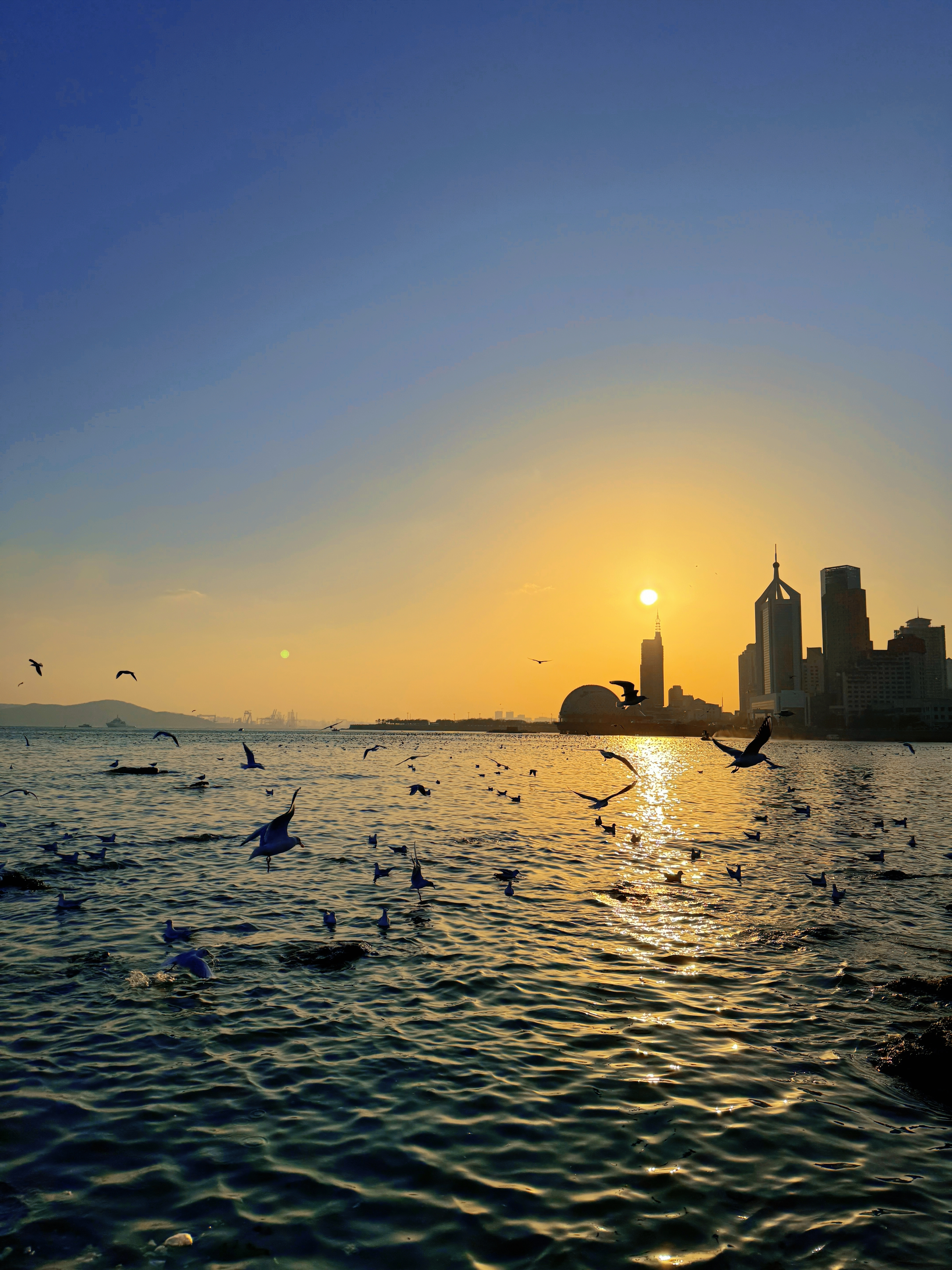 Qingdao Seaside Seagulls Flying at Sunset on the Seaside in Northern China with buildings far away