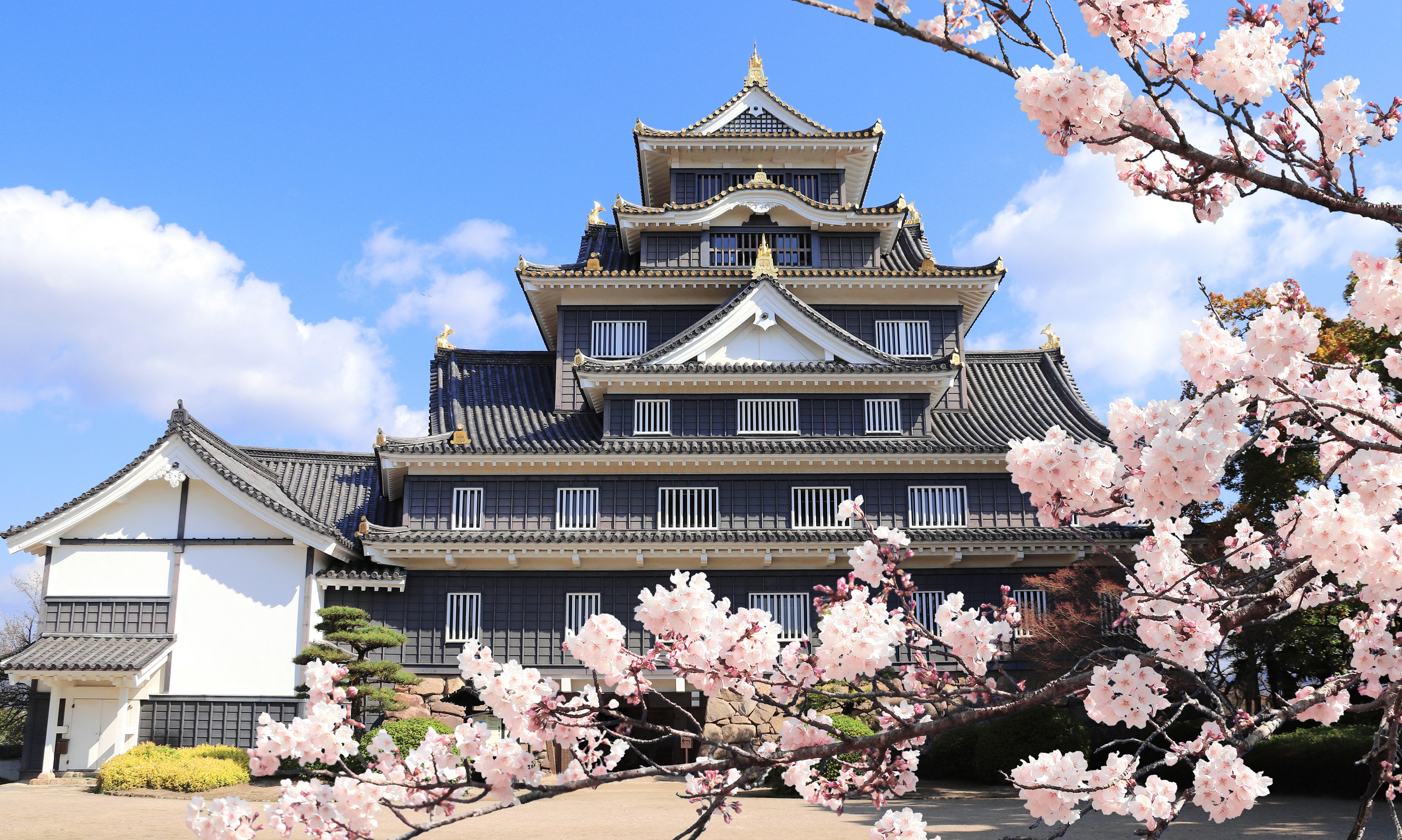 Okayama castle (Ravens Castle, Black castle) and sakura flowers, Okayama city, Japan. Spring sakura blossom season. Japanese hanami festival