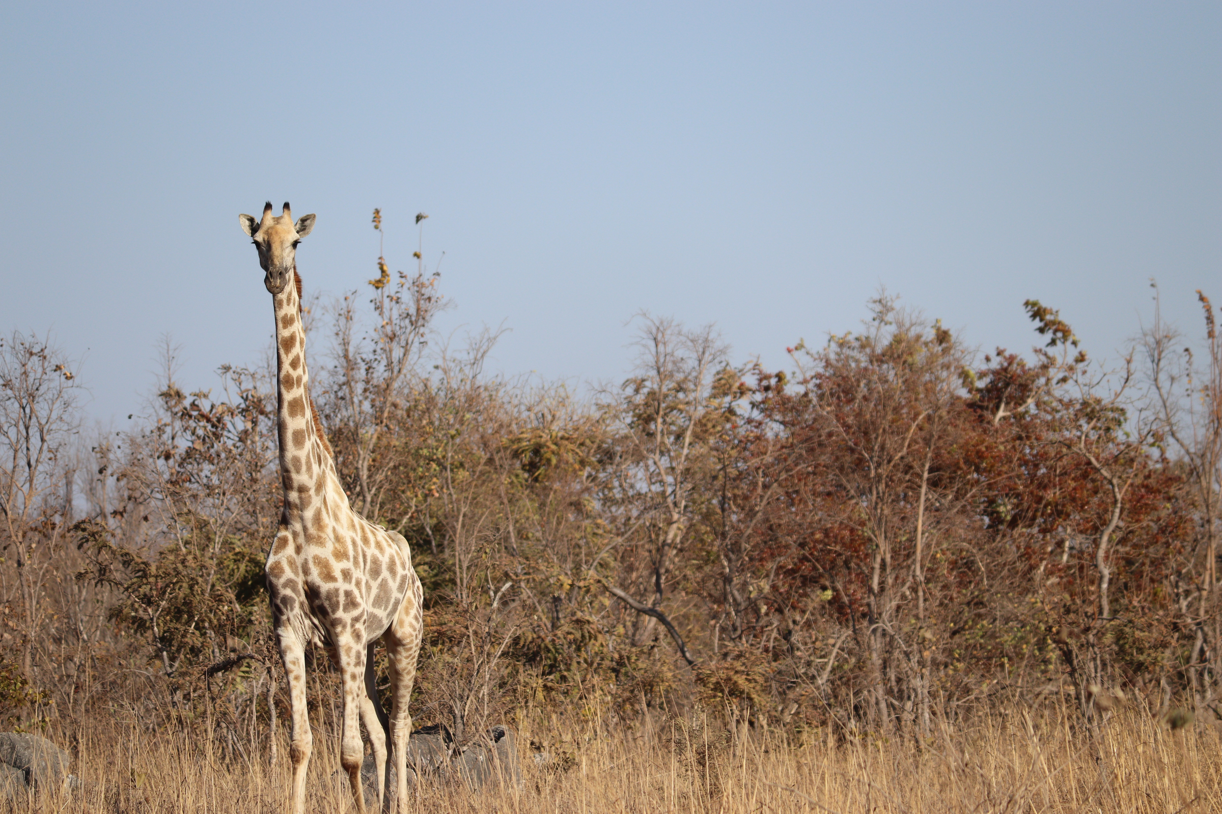 A portrait of a giraffe in Lusaka National Park, Lusaka, Zambia