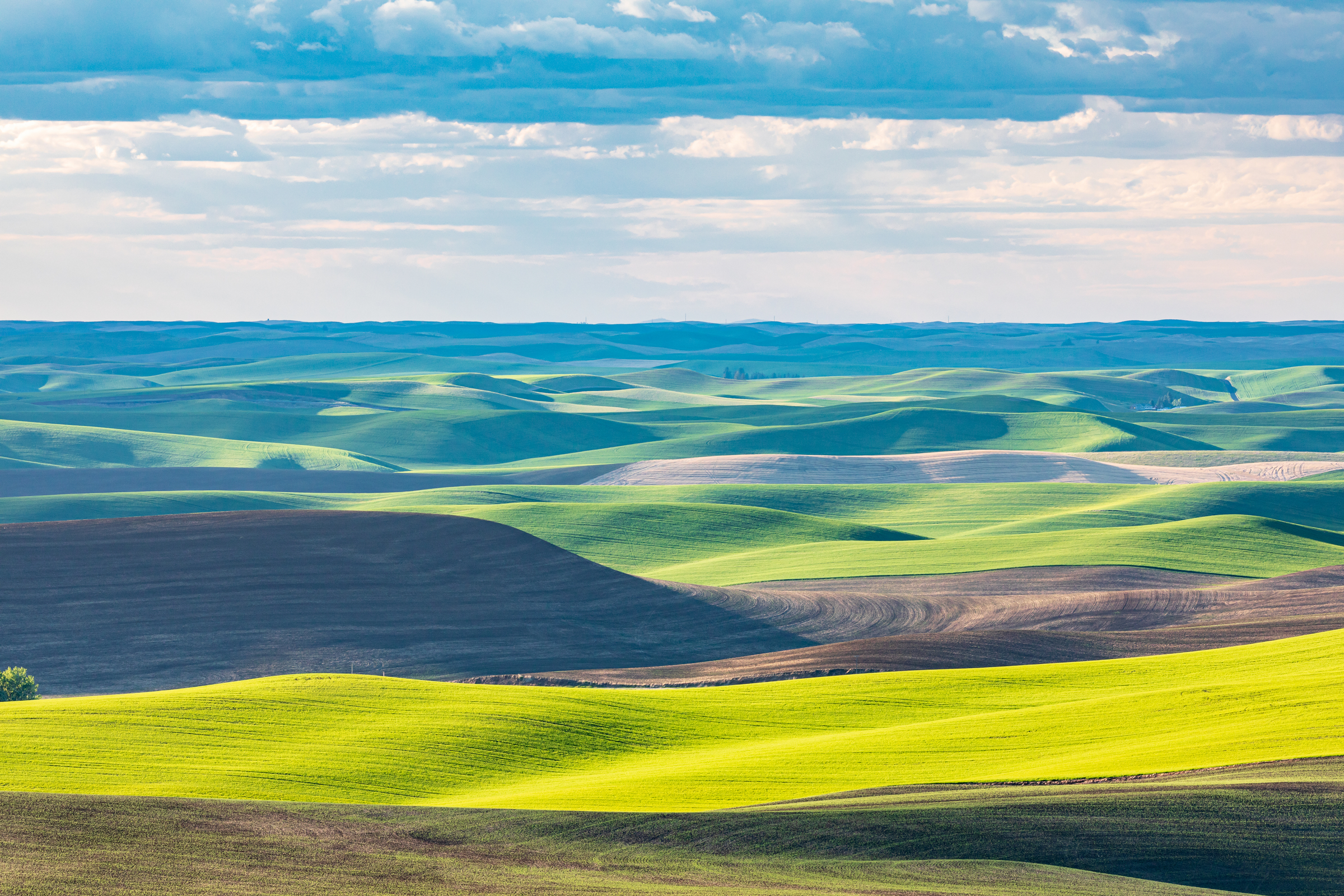 Pullman, Washington, USA. Rolling wheat fields in the Palouse hills.