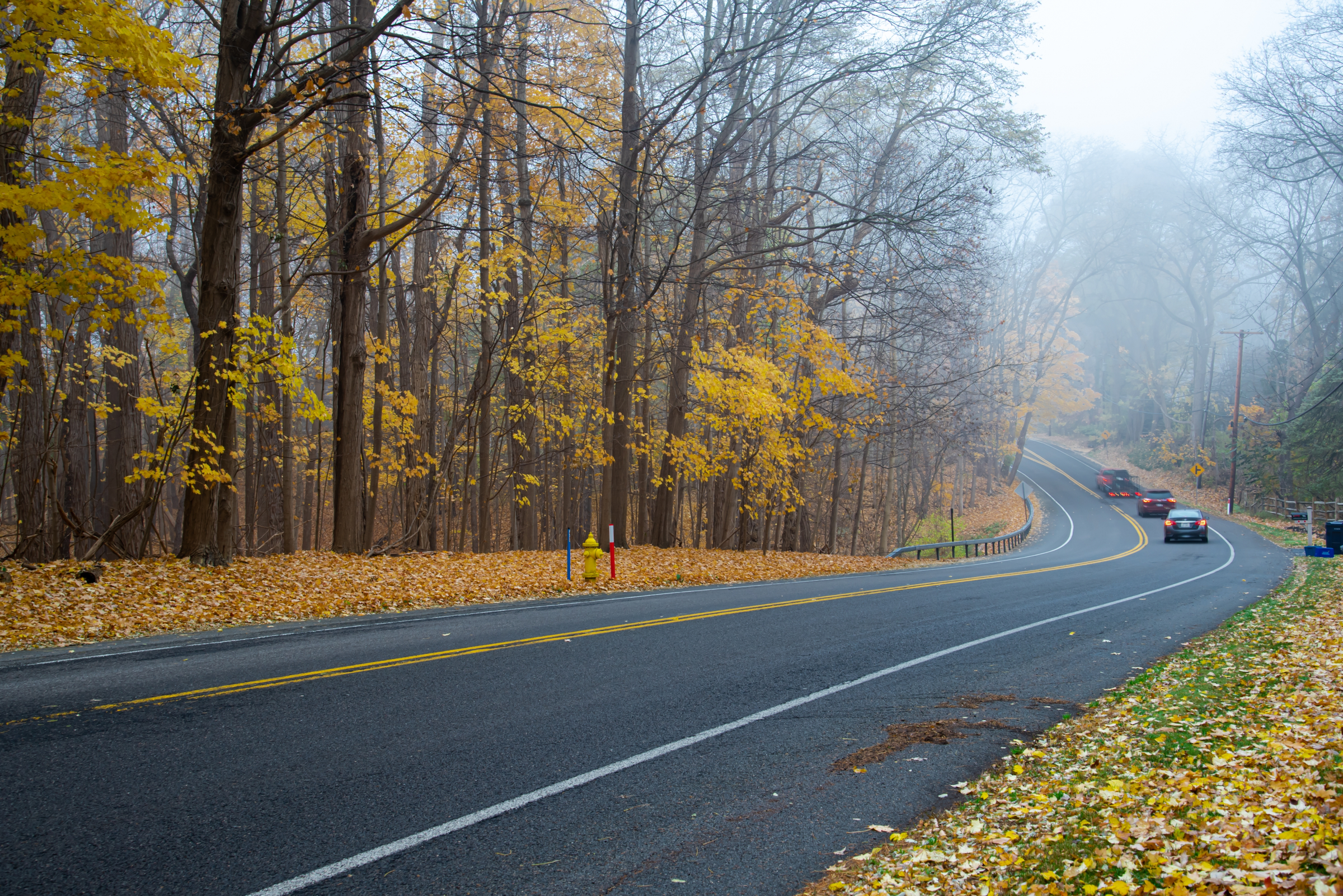 Winding road near forest park with tall mature trees and colorful yellow fall leaves, rear view blurry car motions at early foggy morning in Rochester, New York, USA. Roadside autumn landscape