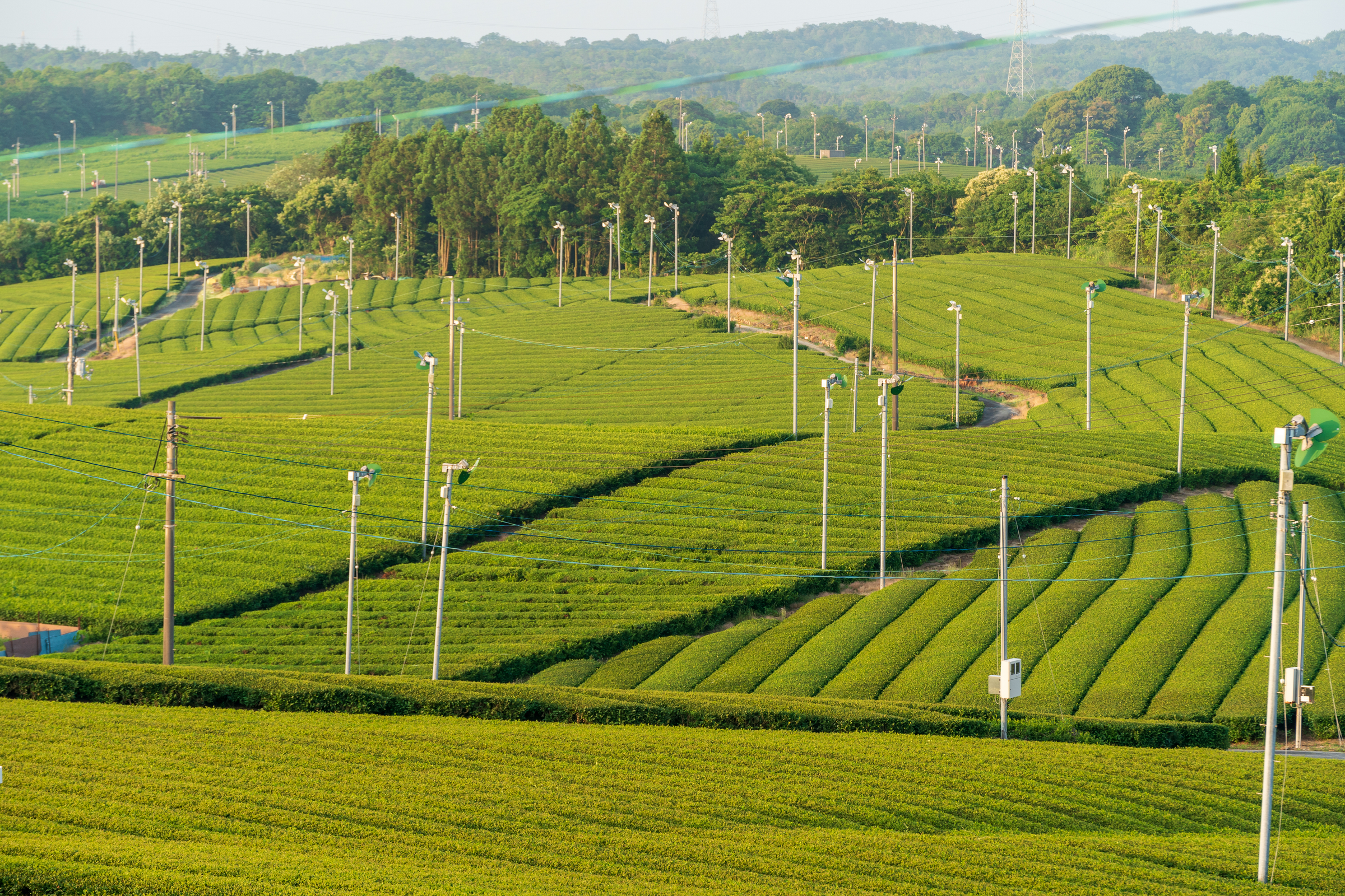 Tea plantation in Ono, Ube City, Yamaguchi Prefecture