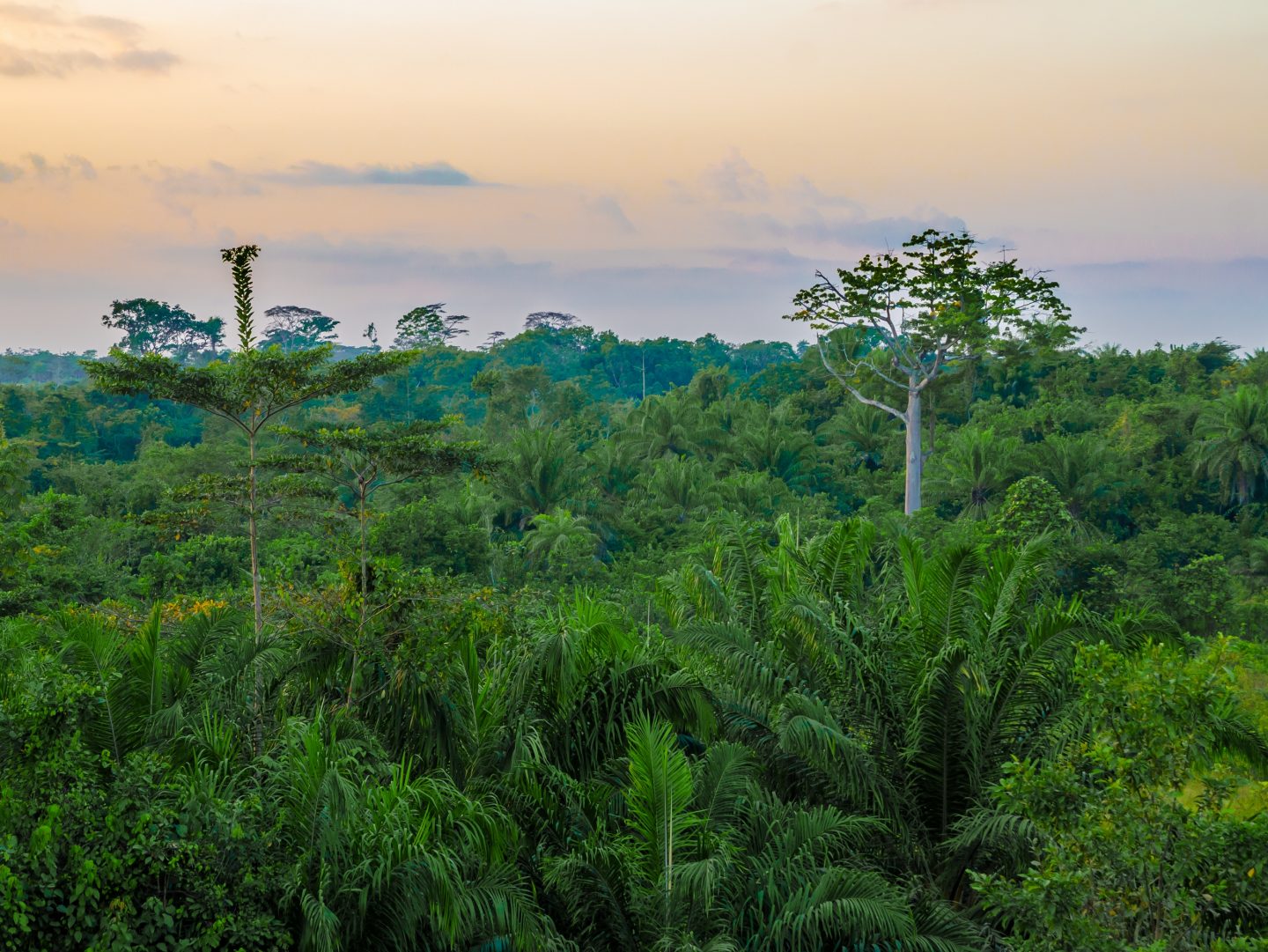 Beautiful lush green West African rain forest during amazing sunset, Liberia, West Africa