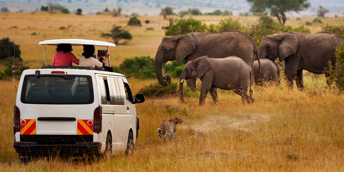 Tourists on game drive taking picture of elephants