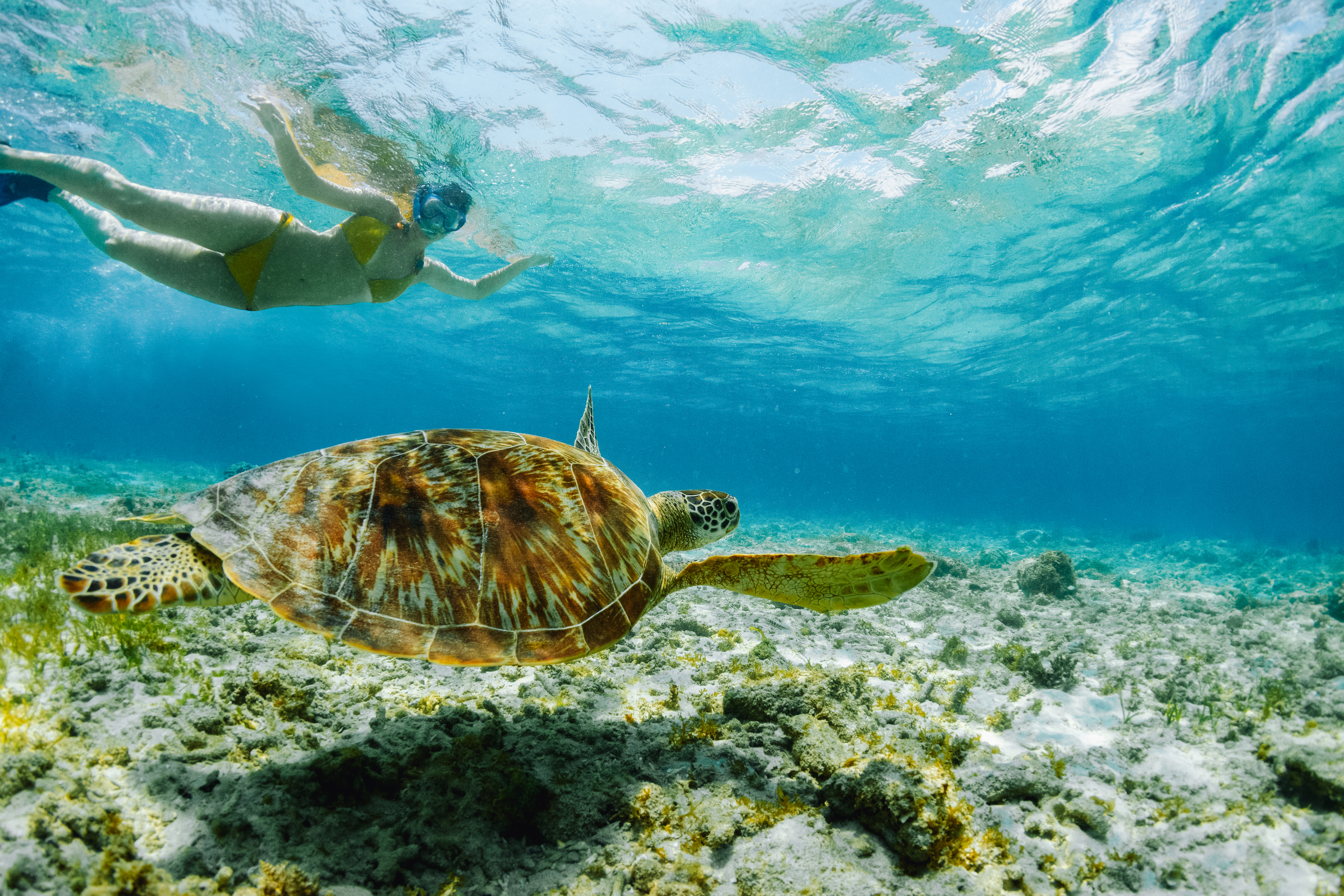 Snorkeling woman and sea turtle. Tourist activity snorkeling with turtles. Marine tortoise underwater photo. Human and animal undersea. Friendly wild animal of tropical seashore.