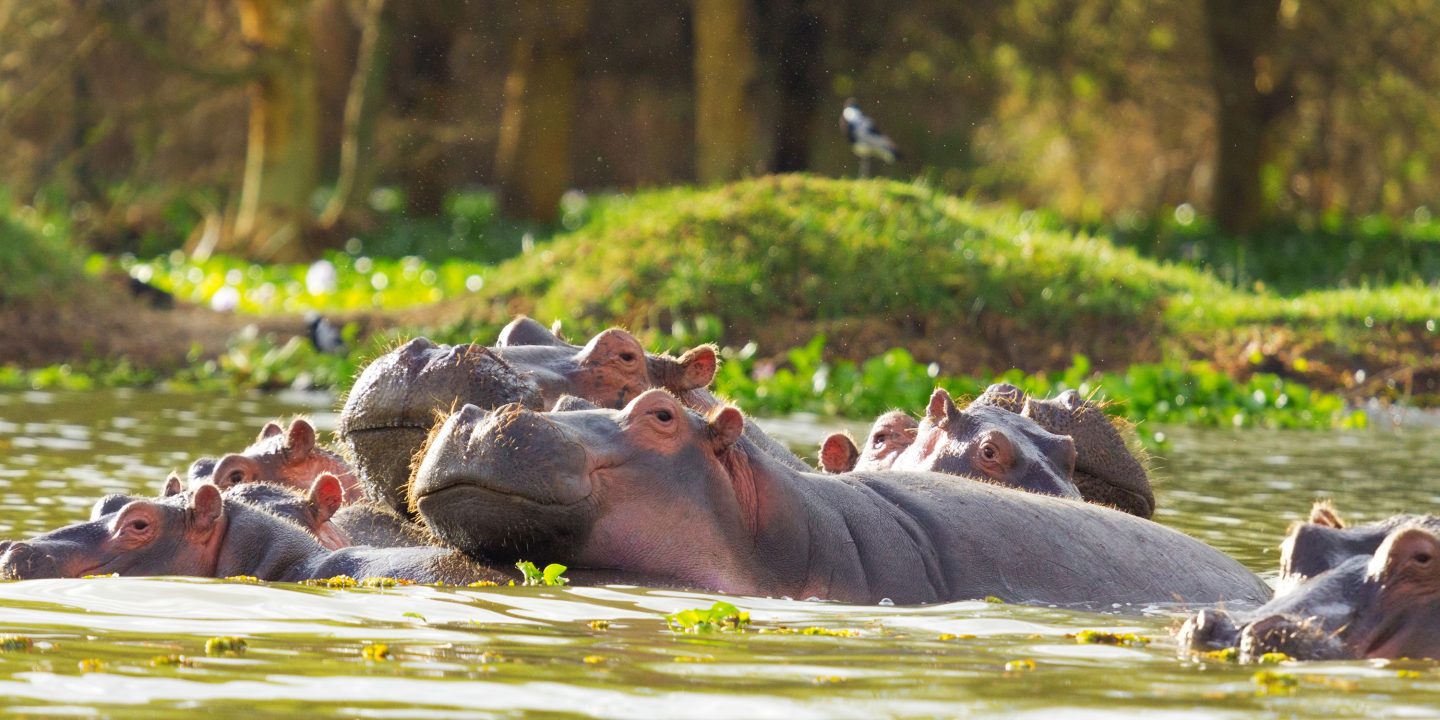 Hippopotamus showing over the waters of Lake Naivasha