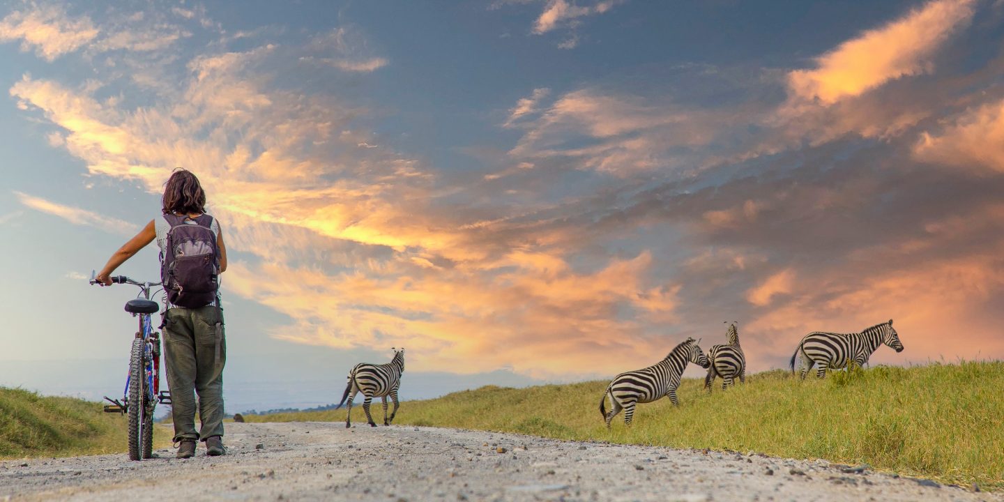 A girl on a bike next to Zebras in Naivasha in Hells Gate Park at sunset, Kenya