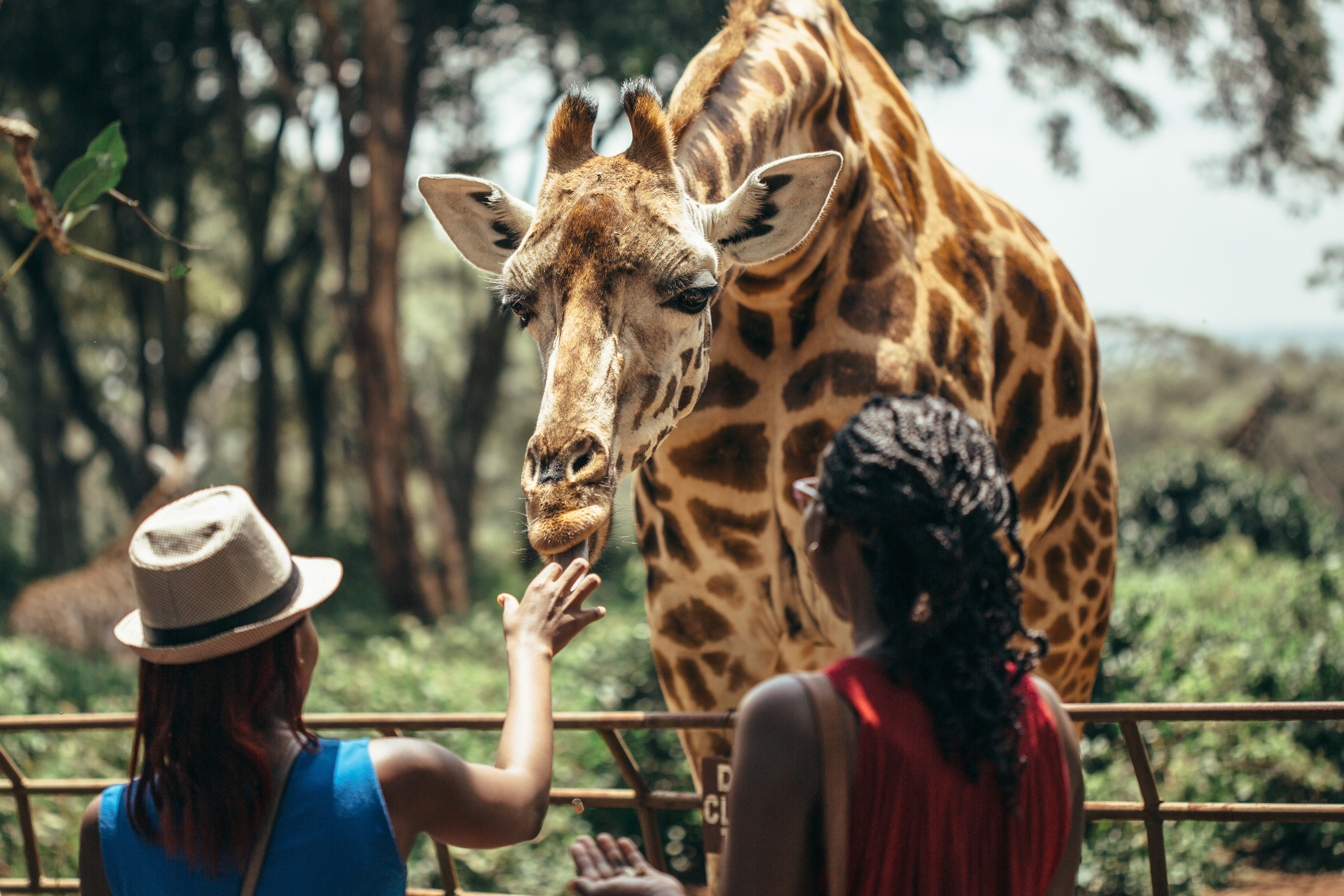 Feeding a giraffe in National park Nairobi, Kenya 