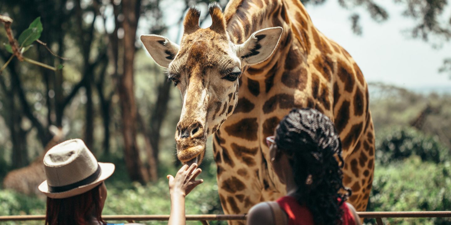 Feeding a giraffe in National park Nairobi, Kenya 